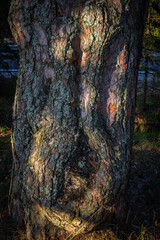 Types of forest in summer. Greenery, foliage, trees, paths