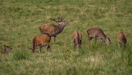 The deer rut Travelling around the NC500 route in the North Coast of Scotland