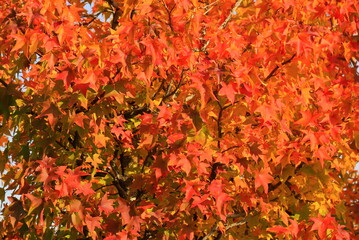 Japanese maple, palmate, autumn tree with yellow, red, orange, leaves, autumn landscape. Japanese maple in leaf fall. wallpaper