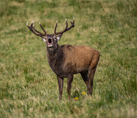 The deer rut Travelling around the NC500 route in the North Coast of Scotland