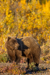 Grizzly Bear in Autumn in Denali National Park Alaska