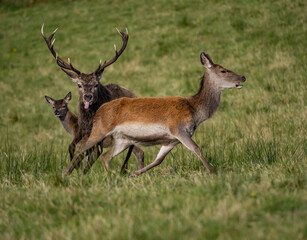 The deer rut Travelling around the NC500 route in the North Coast of Scotland