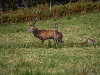 The deer rut Travelling around the NC500 route in the North Coast of Scotland