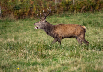 The deer rut Travelling around the NC500 route in the North Coast of Scotland