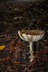 Amanita pantherina. Panther fly agaric. Mushroom in the forest