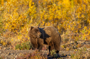 Grizzly Bear in Autumn in Denali National Park Alaska