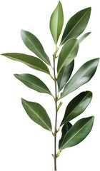 Fototapeta premium Green branch with leaves on transparent background, nature concept