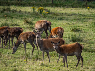The deer rut Travelling around the NC500 route in the North Coast of Scotland