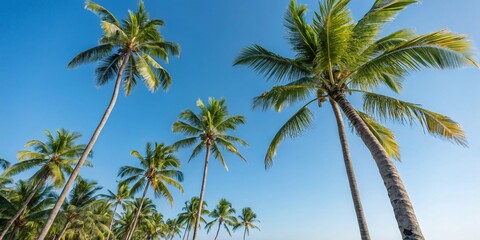 Obraz premium Isolated Coconut Palm Trees Against a Clear Blue Sky for Tropical Paradise Vibes