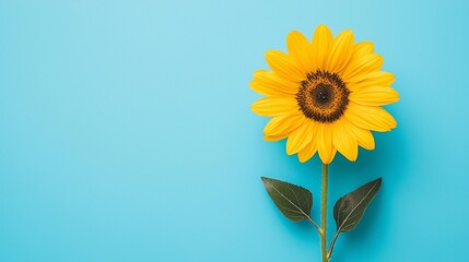 Obraz premium Vibrant Yellow Sunflower Blooming in Isolation under a Clear Blue Sky with Detailed Petals and Seeds