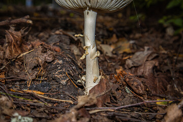 Amanita pantherina. Panther fly agaric. Mushroom in the forest