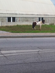 A pony on the side of the road