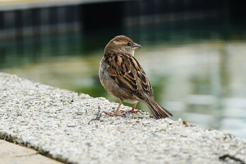 A sparrow in the city environment in spring season	