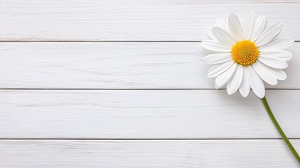 Obraz premium Delicate Daisy on Rustic Wooden Table - Natural Beauty Concept