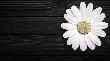 Obraz premium Bright Daisy Blossom on Rustic Wooden Table