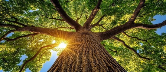 Naklejka premium The intricate patterns and textures of trees contribute to the beauty of our natural environment. 