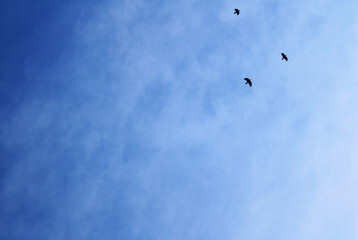 birds, sky, blue, cloud, clouds, white, nature, abstract, texture, day, light, sun, clear, cloudscape, summer, weather, film, grunge, bright, color, heaven, sunlight, cloudy, pattern, backgrounds, air