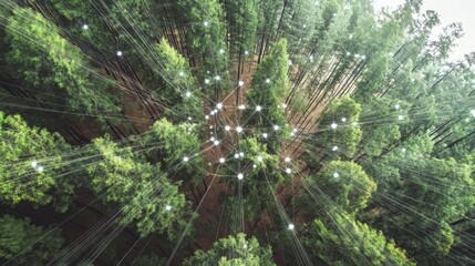 Fototapeta premium Lush forest with overlay of net-zero carbon goal icons, showing the harmony of natural and renewable resources