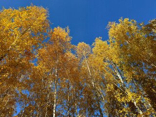 Fototapeta premium Autumn birch trees with yellow golden leaves