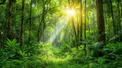 Lush green forest with sunlight filtering through the trees, creating a serene and vibrant atmosphere.