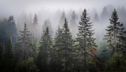 Fototapeta premium pine trees in fog - forest background