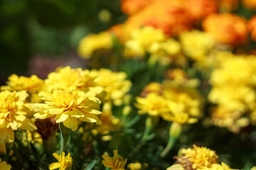 A close-up of a vibrant flower with detailed petals and stamens highlighting its natural beauty