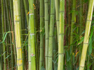 Obraz premium An aesthetic background made of green bamboo, conveying an atmosphere of calm and natural harmony for various designs