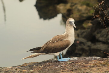 Blue-footed booby in Galapagos Islands, Ecuador