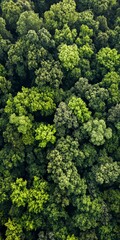 Naklejka premium Majestic Forest Canopy - Aerial Perspective