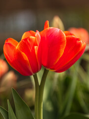 Vibrant Double Red Tulip in Bloom