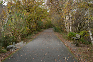 An asphalt path with wooden bench leads through trees in the fall