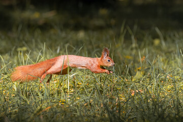 A red fluffy squirrel runs perpendicular to the camera lens on green grass on a sunny fall day. 