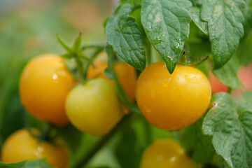 Yellow tomatoes growing in greenhouse