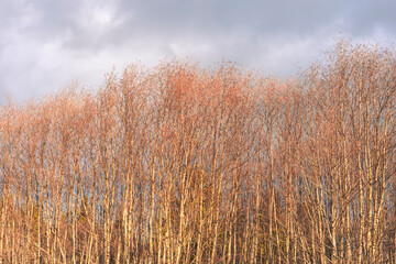 Obraz premium Young alder trees.