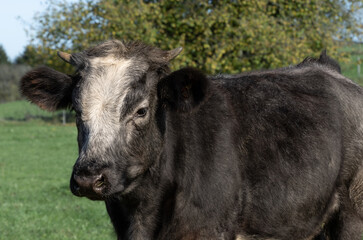 Fototapeta premium schwarze Kuh mit Hörnern in der Natur,, Aufnahme leicht seitlich 