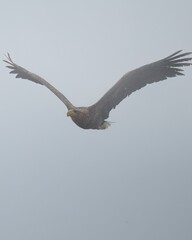 eagle in flight