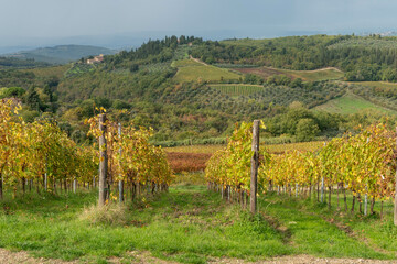 Vignes des Grands Crus de Toscane