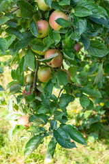 Red apples on the green tree. Garden harvest. Fruit nature