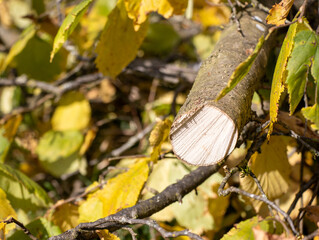 Waldboden mit Blätter und Holz, Holzast angeschnitten