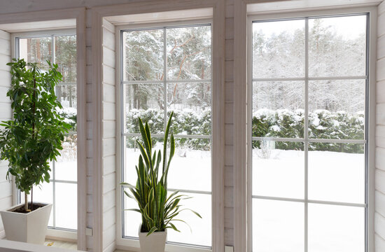 Large tropical indoor plants schefflera and sansevieria by a large panoramic window in a wooden house overlooking a winter garden. Snowy weather outside the window