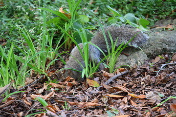 squirrel on the background of the landscape,