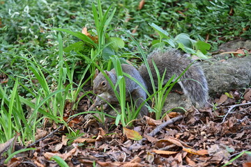 squirrel on the background of the landscape,