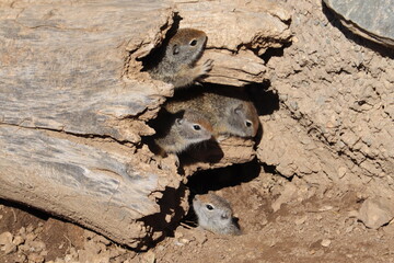 Squirrels 