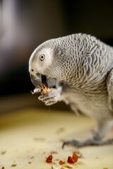 Perroquet mange une cacahuète