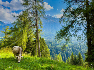 Kuh frisst Grass in den Alpen