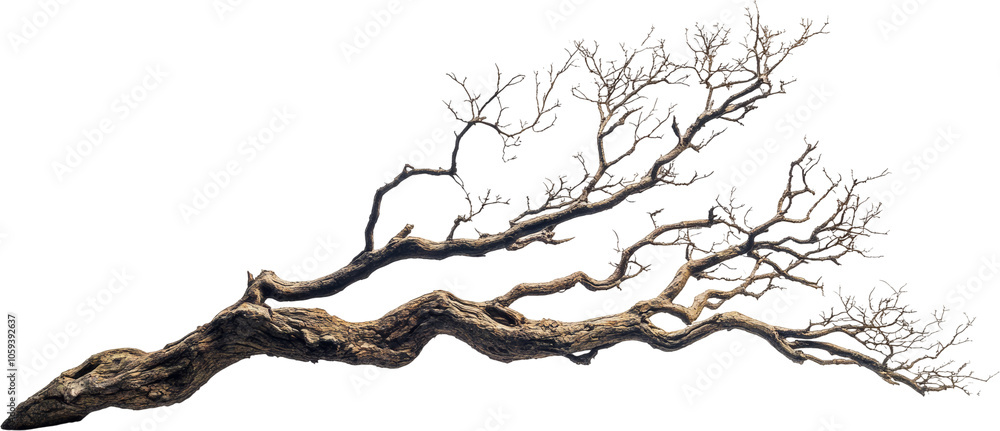 Poster tree branch with intricate patterns, natural elegance