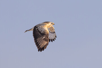 light morph Common Buzzard (Buteo buteo) in flight