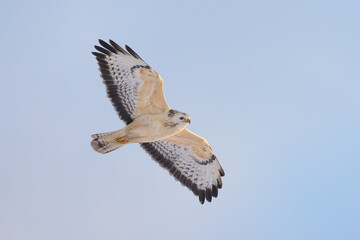 light morph Common Buzzard (Buteo buteo) in flight
