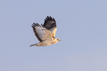 light morph Common Buzzard (Buteo buteo) in flight