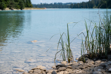 Fluss, Lechufer mit Schilf 